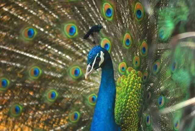 29.9元畅游太阳部落+动物欢乐王国两大主题公园！超值优惠，就在10月16日至11月28日！