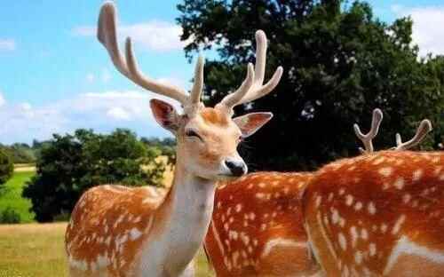 29.9元畅游太阳部落+动物欢乐王国两大主题公园！超值优惠，就在10月16日至11月28日！