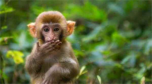 29.9元畅游太阳部落+动物欢乐王国两大主题公园！超值优惠，就在10月16日至11月28日！