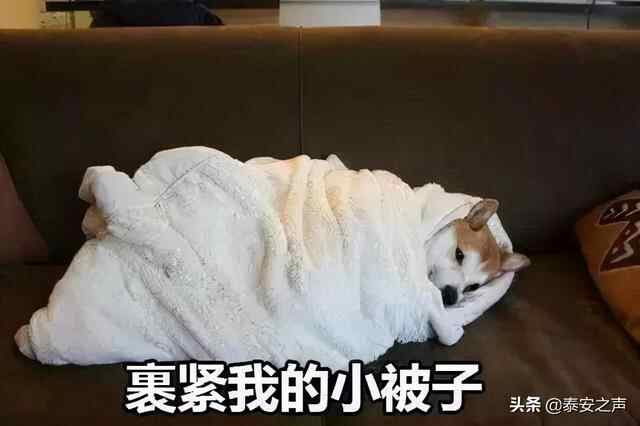 最低温1℃，有霜冻！ 泰安这周末的天气…