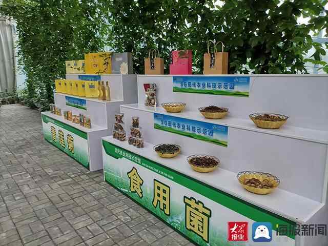 全链条发展 新泰夯实乡村振兴根基