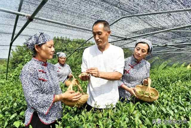 群众文化生活满意度提升攻坚在行动丨岱岳区：打好文化惠民“组合拳”，提升群众文化...
