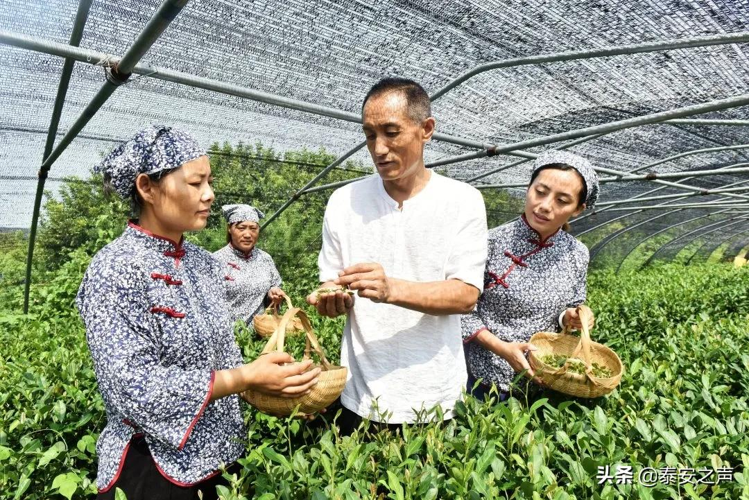群众文化生活满意度提升攻坚在行动丨岱岳区：打好文化惠民“组合拳”，提升群众文化...