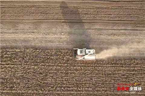 宁阳千亩大豆育种基地喜获丰收 为大豆装上“中国芯”