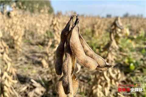 宁阳千亩大豆育种基地喜获丰收 为大豆装上“中国芯”