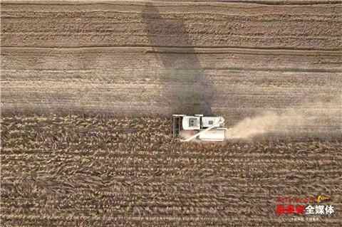 宁阳千亩大豆育种基地喜获丰收 为大豆装上“中国芯”