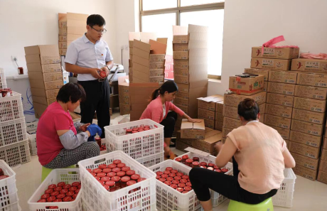 山东新泰：“飞出去的凤凰”又“飞回来了”