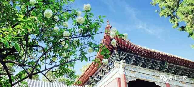 以花之名，致敬母爱，在泰安邂逅大自然的“花”样美景~
