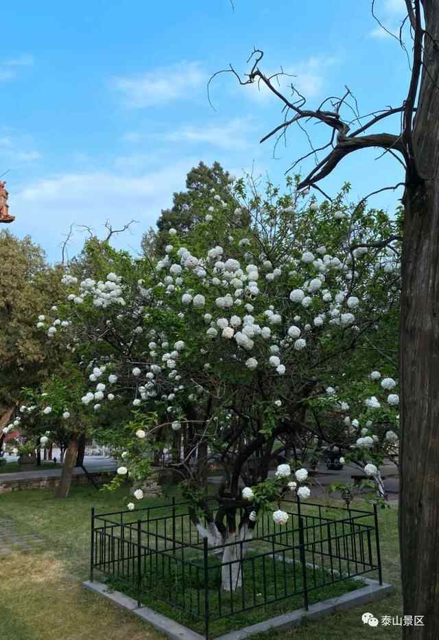 以花之名，致敬母爱，在泰安邂逅大自然的“花”样美景~