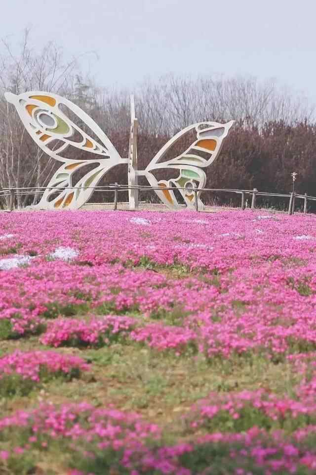 以花之名，致敬母爱，在泰安邂逅大自然的“花”样美景~