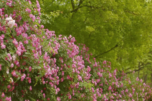 以花之名，致敬母爱，在泰安邂逅大自然的“花”样美景~