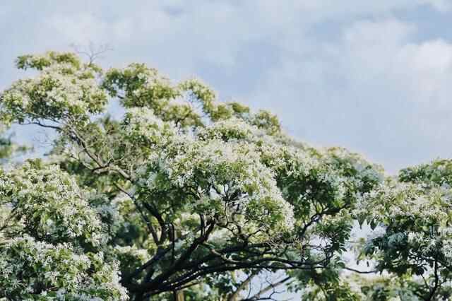 以花之名，致敬母爱，在泰安邂逅大自然的“花”样美景~