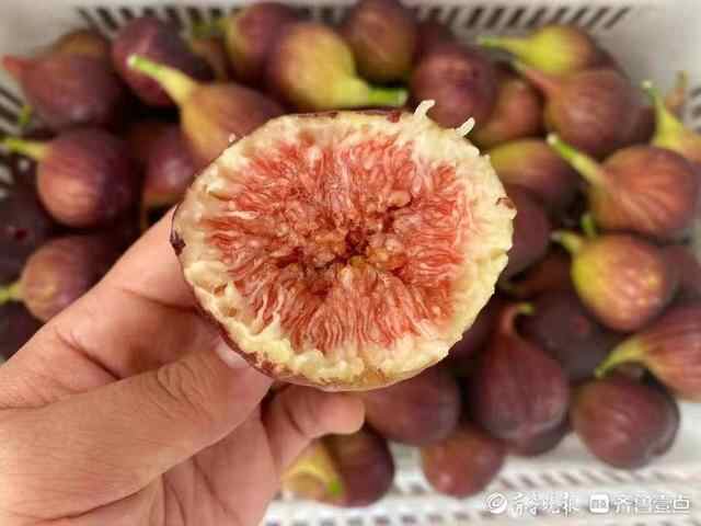 新泰市龙廷镇仨创业者种植无花果，结出增收致富果