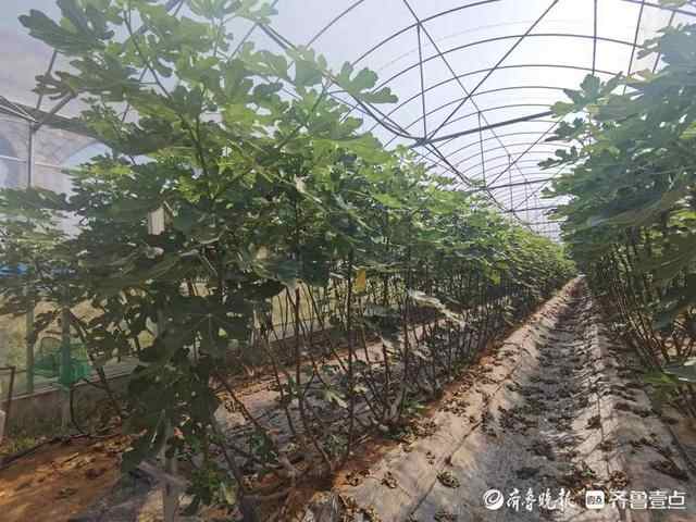 新泰市龙廷镇仨创业者种植无花果，结出增收致富果