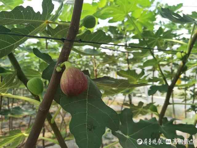 新泰市龙廷镇仨创业者种植无花果，结出增收致富果