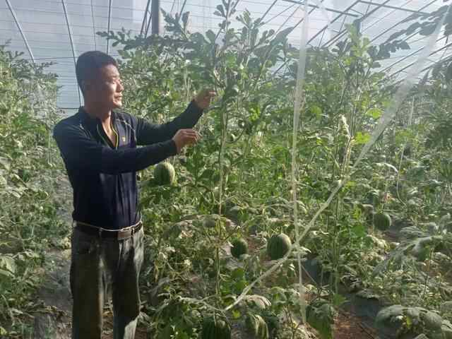 东平县：黄河滩大棚西瓜喜丰收