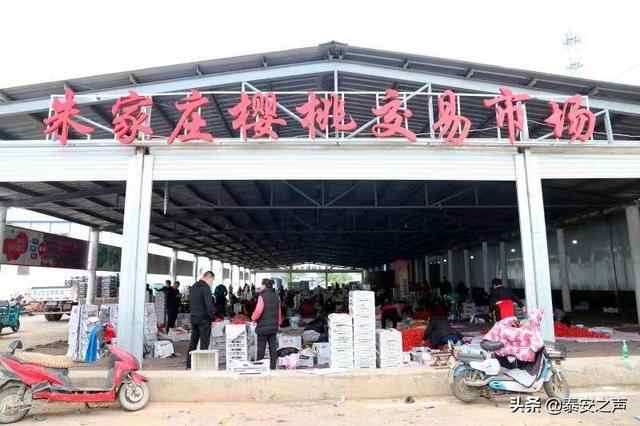 岱岳区夏张镇：大樱桃成熟“红”了市场