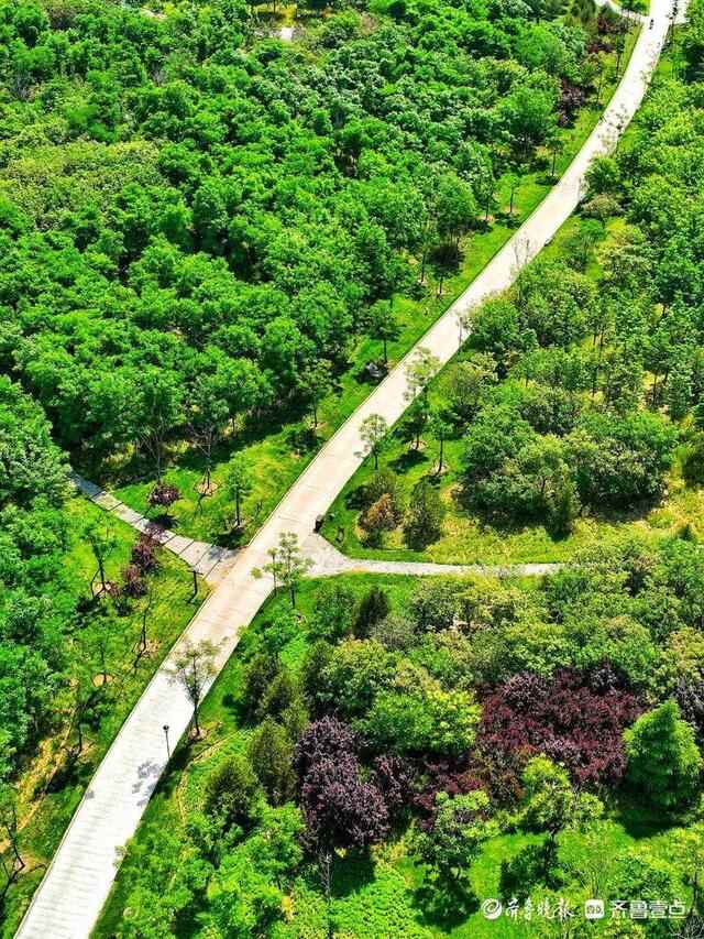 5月19日最佳情报｜泰安一路口树叶遮挡信号灯，壹粉报料获红包