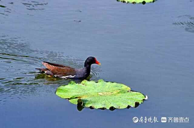 5月19日最佳情报｜泰安一路口树叶遮挡信号灯，壹粉报料获红包