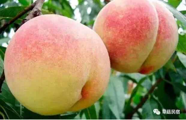 泰安品游攻略，想到的想不到的都在这里！（美食篇）