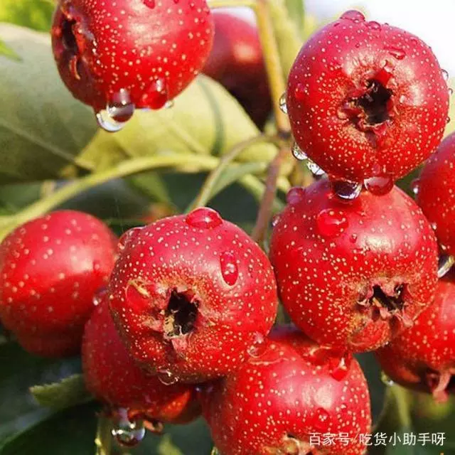 大部分人只知道泰山，却不知道泰安，介绍下来泰安必吃的十大特色