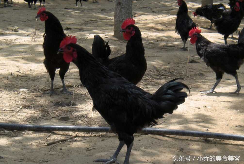 山东美食，莱芜炒鸡，不同的文化带给你一种不一样的美味