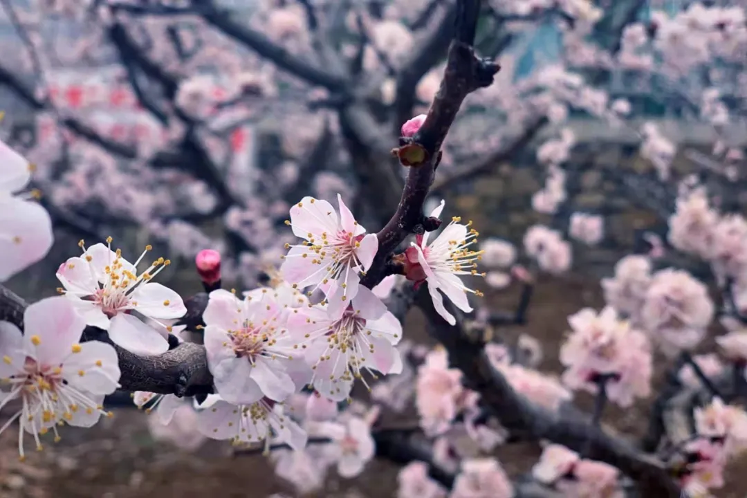 免费！这个避世古村千亩杏花盛放，螺旋龙井喷涌！风景简直一绝！