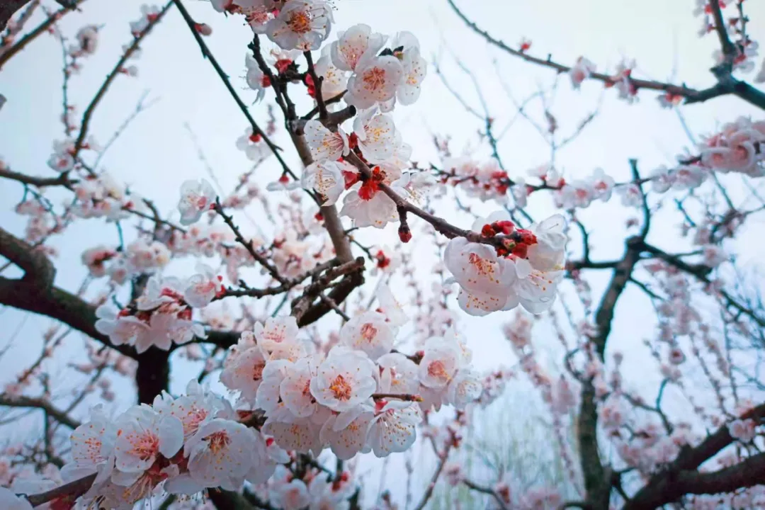 免费！这个避世古村千亩杏花盛放，螺旋龙井喷涌！风景简直一绝！