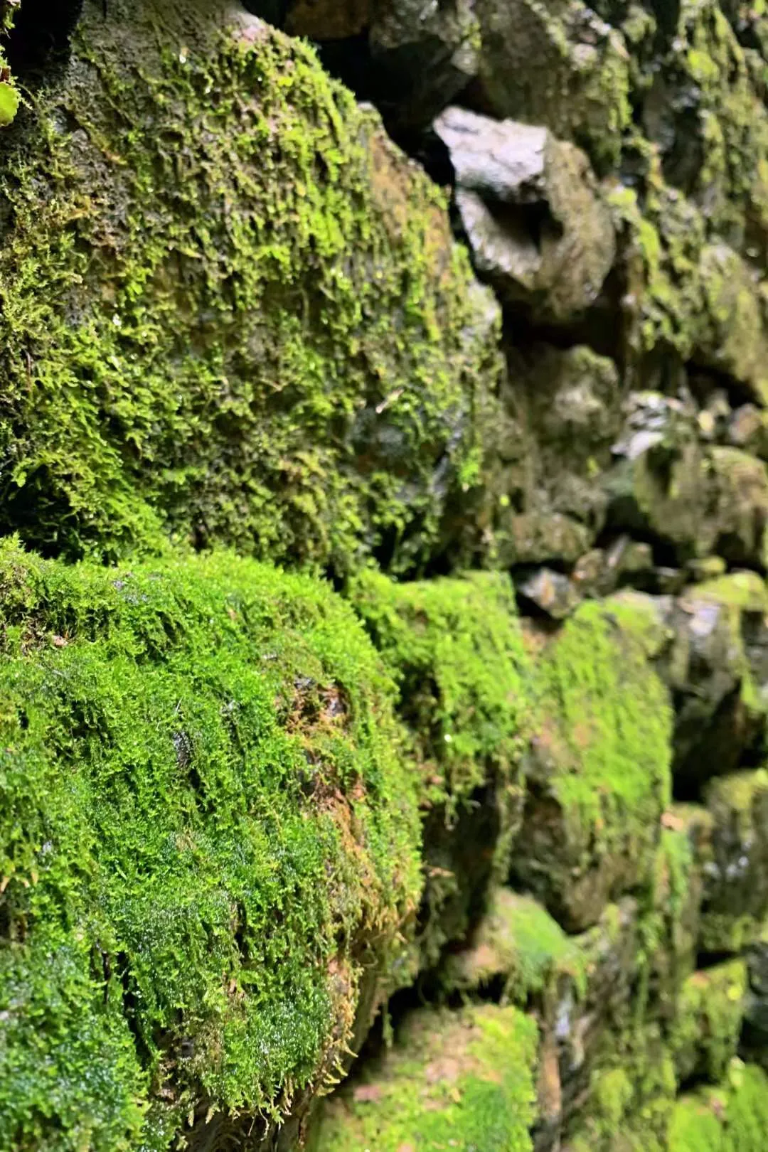 免费！这个避世古村千亩杏花盛放，螺旋龙井喷涌！风景简直一绝！