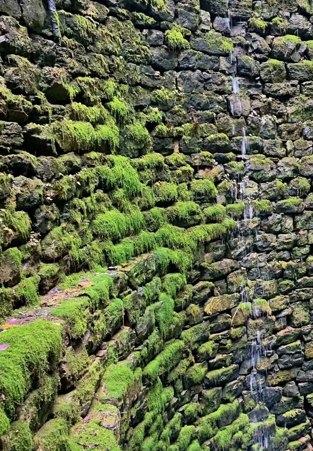免费！这个避世古村千亩杏花盛放，螺旋龙井喷涌！风景简直一绝！