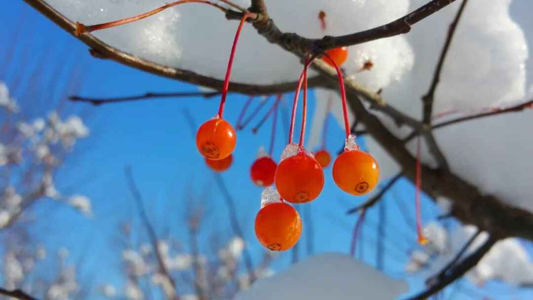 春节放假去哪玩？宁阳本地最全攻略在这里，赶紧收藏！