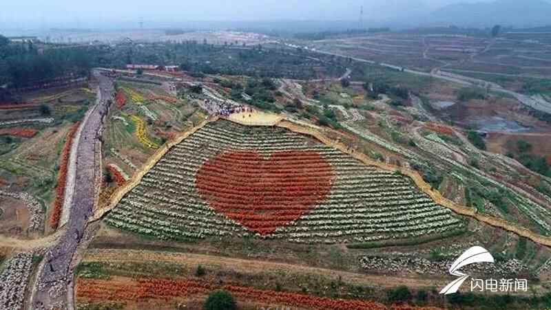 看花海品美食！新泰“百合文化艺术节”6月16日开幕