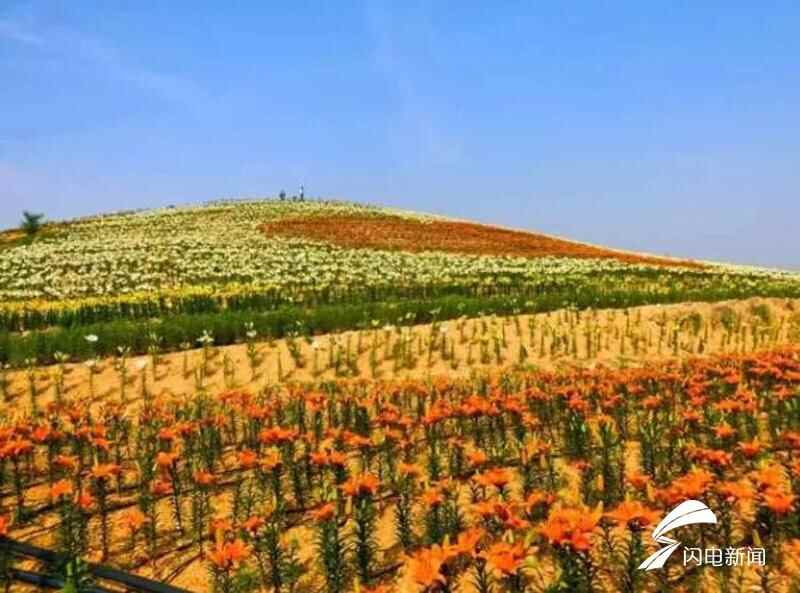 看花海品美食！新泰“百合文化艺术节”6月16日开幕