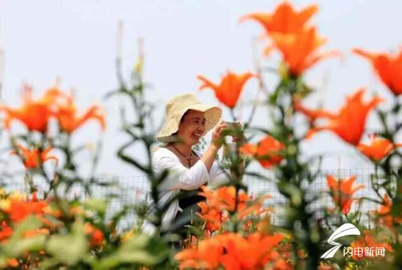 看花海品美食！新泰“百合文化艺术节”6月16日开幕