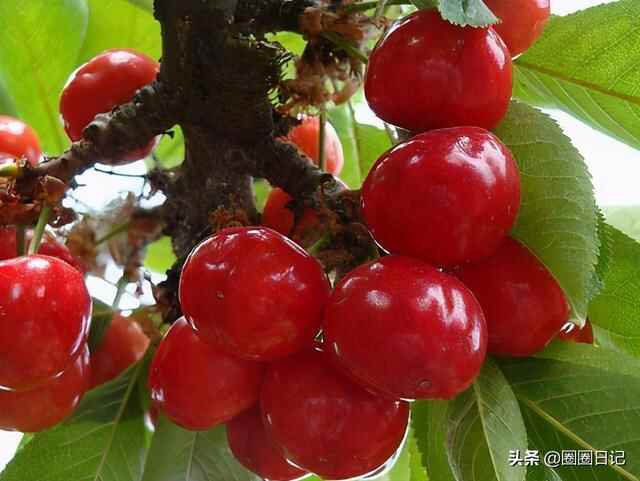 舌尖上的山东，泰安市岱岳区美食有哪些？6款美食大推荐