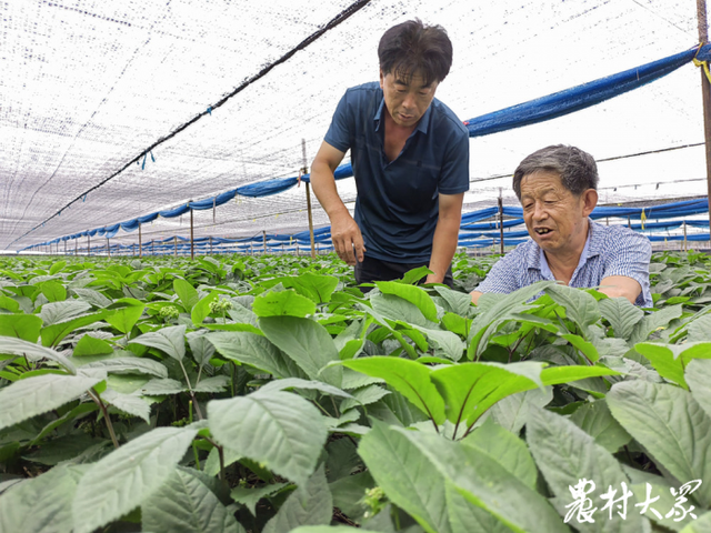 西洋参有了“新身份”，文登区借“药食同源”试点打造全产业链