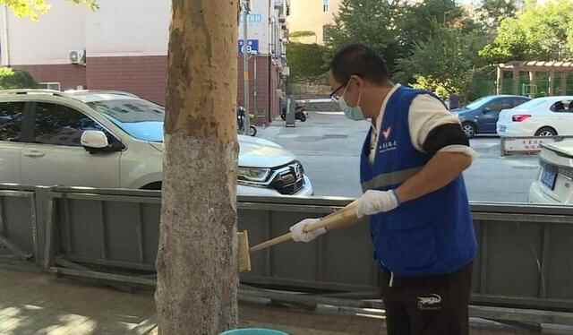威海市环翠区：行道树涂白“穿新衣”城市绿脉共守护