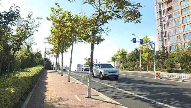 威海市环翠区：行道树涂白“穿新衣”城市绿脉共守护