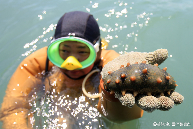 威海海鲜鲜到济南！“千里海岸线 最美威海鲜”品鲜季12日启幕
