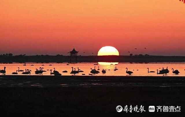 荣成天鹅纷纷启程北迁，起飞前大吃玉米补充能量