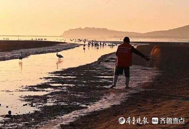 荣成天鹅纷纷启程北迁，起飞前大吃玉米补充能量