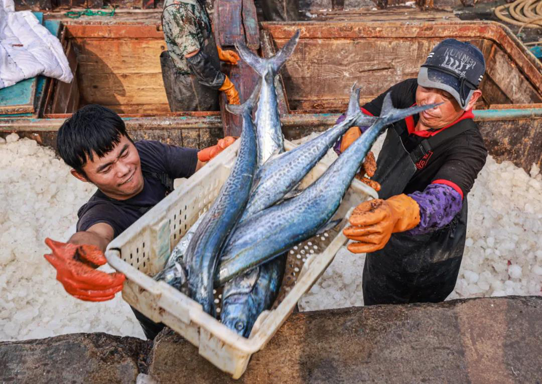 山东荣成：“海洋资源得到养护，出海才能鱼虾满仓”