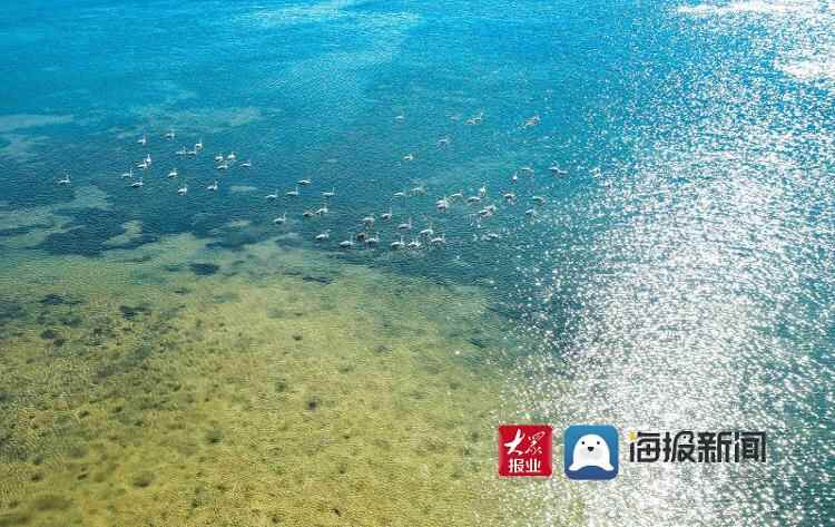 220多只！成批大天鹅抵达荣成越冬