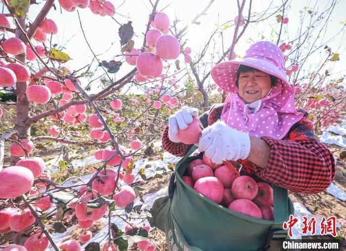 山东荣成：苹果收获