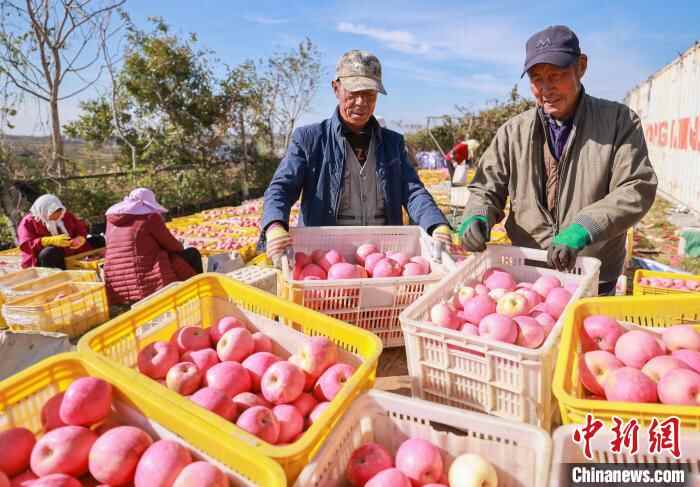 山东荣成：苹果收获