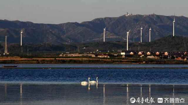 来了，来了！大批天鹅抵达威海荣成天鹅湖越冬，快来围观