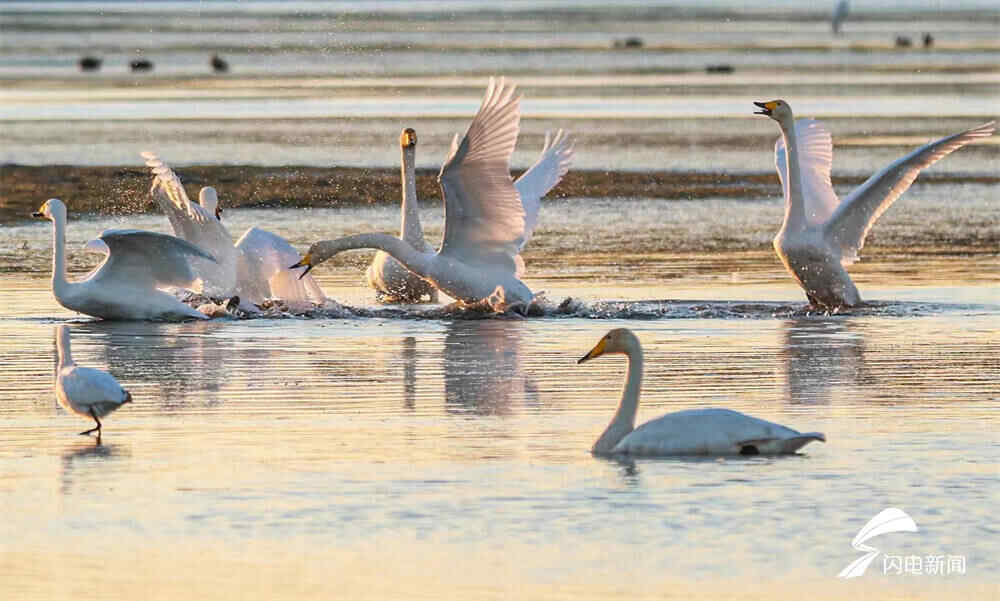 组图丨大天鹅大规模回迁威海荣成