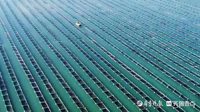 海上秋忙！威海情报员航拍荣成一海洋牧场，海参苗收获正当时