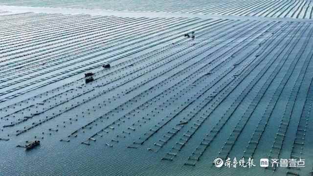 海上秋忙！威海情报员航拍荣成一海洋牧场，海参苗收获正当时