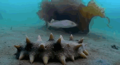 海上秋忙！威海情报员航拍荣成一海洋牧场，海参苗收获正当时